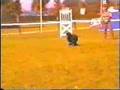 Boyero de Flandes video