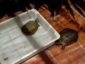 Tortugas y perros