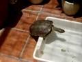 Tortugas y perros