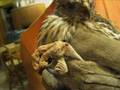 Freddy the Red-Tailed Hawk