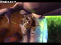 V�deo World of warcraft wow Burning Crusade tbc mmorpg video games