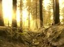Forests of Farum Chase Forests of Farum Chase