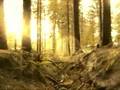 Forests of Farum Chase