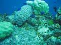 Brain Coral on Wreck in Truk Lagoon, Chuuk