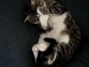 txingu acomodandose para dormir