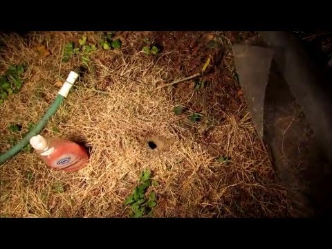 how to get rid of ground dwelling yellow jackets