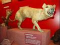 videos de The Thylacine's good bye
