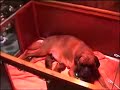 Chiots Berger Australien 5 jrs et Boxer 1jr Chiots Berger Australien 5 jrs et Boxer 1jr