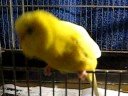 yellow laughing bird of hapiness