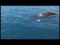 videos de Travel Oz: Whale Watch Aussie Style Preview