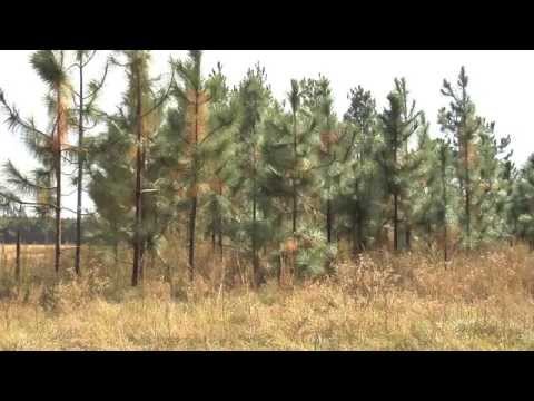 how to collect pine needles