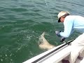 HammerTime! Hammerhead Shark caught off Islamorada