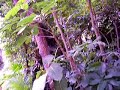 AK-WalkingTree