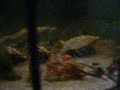 Nordic saltwater Aquarium2 withouth cooling Nordic saltwater Aquarium2 withouth cooling
