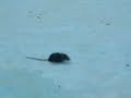 Raton borracho