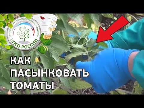 Как пасынковать томаты. Формирование томатов в теплице.