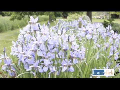 how to transplant bearded iris