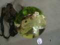 Boa Python Frogs Rodents ~Brain Damage~