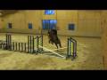 videos de LATINO , stallion by L'ARC DE TRIOMPHE, 4 year's old