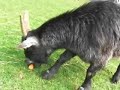 Inserting Carrots Into Animals Inserting Carrots Into Animals