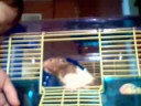 How To Tame A Hamster - requested ( in a way )