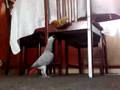african grey parrot chasing cats tail