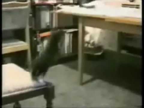 Most hilarious animal videos!!