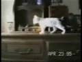 Most hilarious animal videos!!