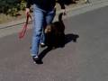 Sandy Langenveld+Labradoodle Isa. Les bij Hondenschool Pacco
