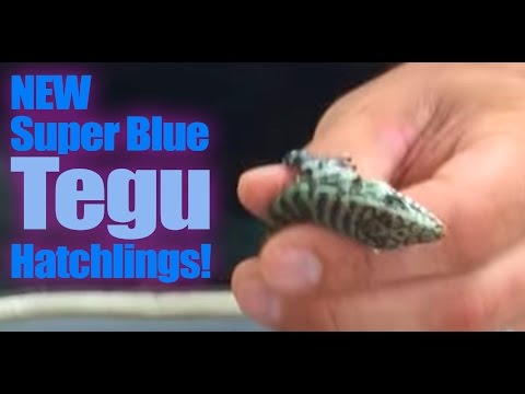 YouTube reptile video