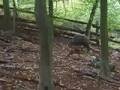 Boar hunting-lov na divjega prašiča-brak jazbečar