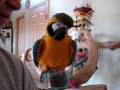videos de Humming