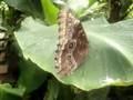 Blauwe Morpho