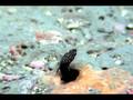 Sailfin_Blenny-Stetson_Bank_1-2008.07.27-2048KBs.mp4