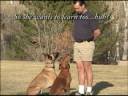 Newly Releashed Dog Training