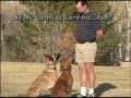 videos de Newly Releashed Dog Training