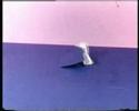 Origamingus