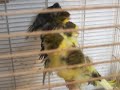 CANARI FREZATI