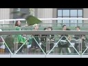 Matador - Los Fabulosos Cadilacs cover