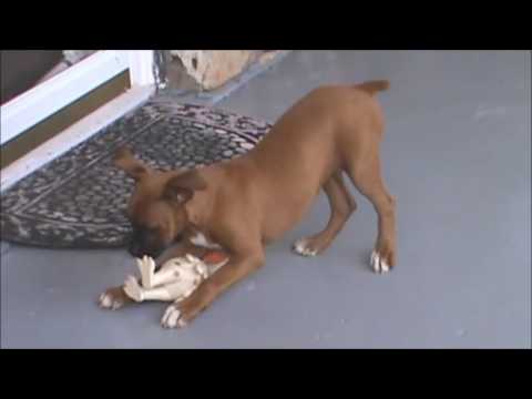 A video of Sheba Playing
