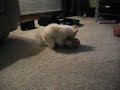 Tabby Loves her Bear (long hair Chihuahua teacup)