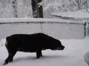 SNOW DOG