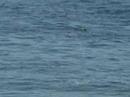 Guy surfs behind shark