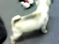 Pablo the baby tea cup Pug