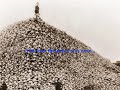 Martha: Last of the Passenger Pigeons