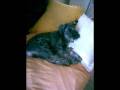 Carlota Joaquina.wmv