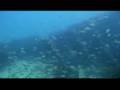 Hannah Mermaid - Shipwreck