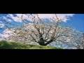 ONG GLORIA OLIVAE: LAS CUATRO ESTACIONES-PRIMAVERA-CEREZOS DEL HORNILLO