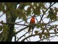 Northern (Baltimore) Oriole - Icterus galbula Icterus