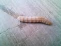 my pet worm my pet worm